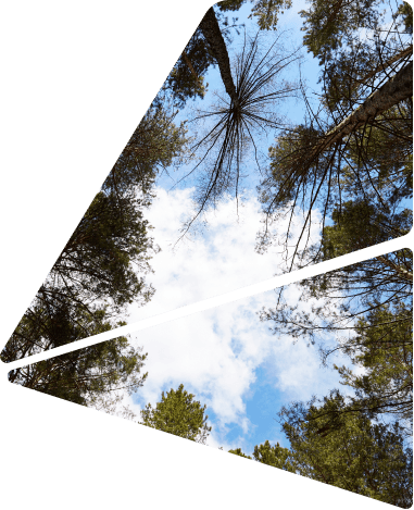 עצים ושמיים Trees and Sky